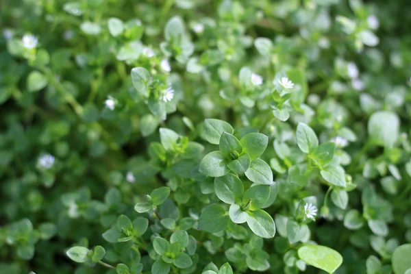 Kyckling, Stellaria media. Ung smak mycket försiktigt med smak av nötter. Du kan använda dem i färska grönsakssallader. Kycklingen fördel är att vi har det färskt nästan hela året. — Stockfoto