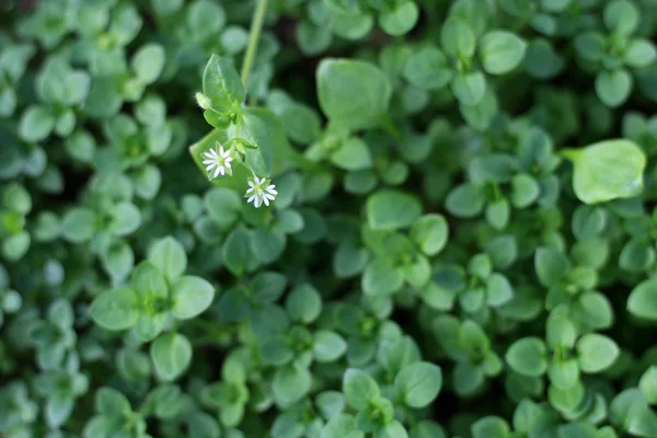 Chickweed, Stellaria medyası. Gençlerin fındık tadı çok hafiftir. Taze sebze salatalarında kullanabilirsin. Chickweed 'in avantajı bütün yıl taze olması.. — Stok fotoğraf