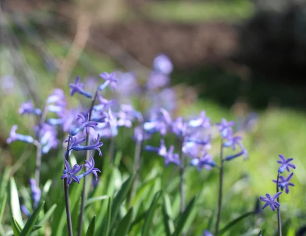 Closeup of scented blue hyacinth flowers in a garden. With wonderful blurred background effect, copy-space. — Stock Photo, Image