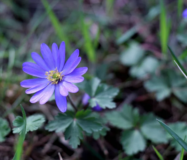 巴尔干海葵, 希腊的风花或冬天的风花, 一个可爱的蓝色花朵绽放早春. — 图库照片