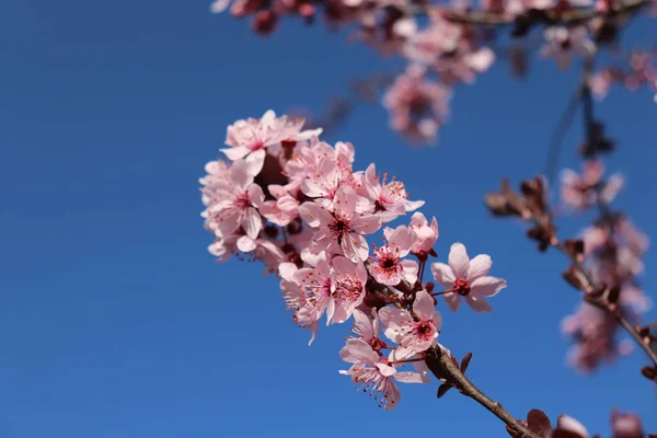 Blooming beautiful pink spring flowers Prunus on blue sky background. Spring season.Nature concept.Empty space. Mothers day greeting card, invitation.