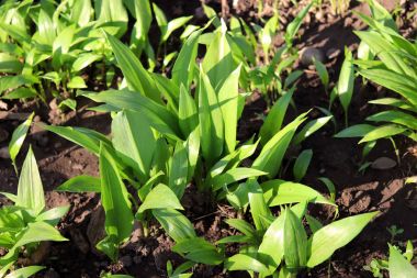 Genç Allium ursinum baharda bırakır. Ayı sarımsak büyük şifa yetenekleri vardır ve birçok değerli maddeler ve C vitamini sindirim teşvik içerir. Diyet ve sağlıklı gıda kavramı.