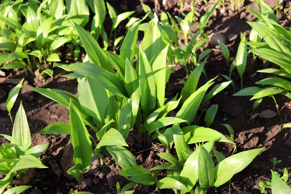 Young leaves of Allium ursinum in spring. Bear garlic has great healing abilities and contains many valuable substances and vitamin C, that promotes digestion. Concept of diet and healthy food. — Stock Photo, Image