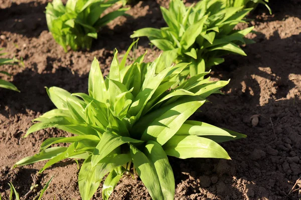 Hojas jóvenes de Allium ursinum en primavera. El ajo de oso tiene grandes habilidades curativas y contiene muchas sustancias valiosas y vitamina C, que promueve la digestión. Concepto de dieta y alimentación saludable . — Foto de Stock