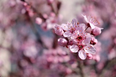 Çiçek güzel pembe bahar Prunus, mavi gökyüzü arka plan üzerinde siyah Kiraz eriği çiçekler. Bahar mevsimi. Doğa kavramı. Boş alanı. Anneler Günü tebrik kartı, davet.