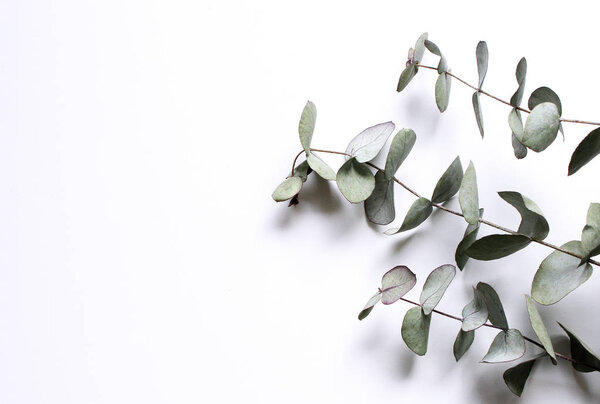 Green eucalyptus leaves on white background. Flat lay, top view.