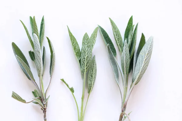 Sage leaves isolated on white background. Medicinal herb Salvia officinalis. The concept of healthy nutrition. — Stock Photo, Image