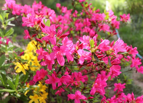 Velké růžové azalka nebo pěnišník v bio zahradě. Sezóna kvetení azalek. Azalky jsou stínovat tolerantní kvetoucích keřů rodu rododendron. — Stock fotografie