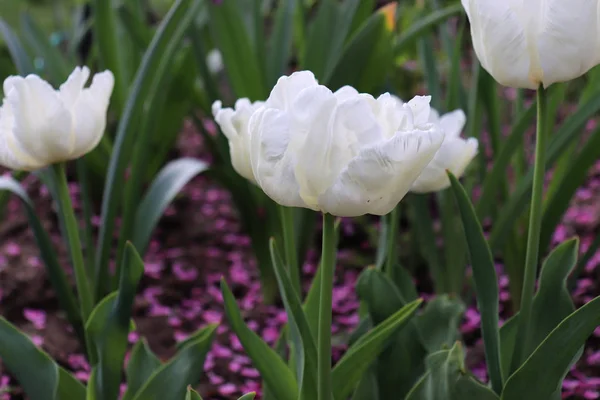 Weiße Tulpen im Garten. Blüte, Frühling, Flora. Blumen Foto Konzept. — Stockfoto