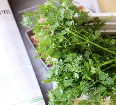 Beyaz ahşap kutusunda taze maydanoz. Taze mutfak otlar. Üstten Görünüm. Gıda kavramı.