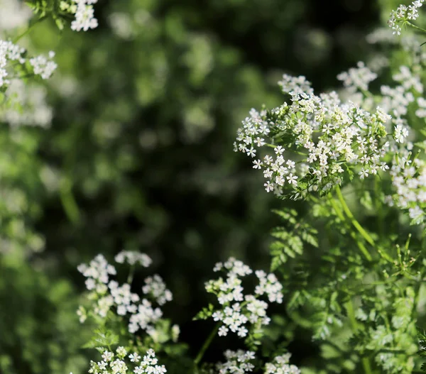 유럽 과 아시아의 온대 지역에서 자라는 체리빌 (Chervil) 은 재배되고 음식의 맛을 내기 위해 부엌에서 사용 된다. 선택적 초점. — 스톡 사진