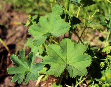 Alchemilla vulgaris - popüler tıpta özellikle yaraların, kanamanın, kadın hastalıklarının, ülserlerin ve diğer hastalıkların tedavisinde kullanılan popüler bir tıbbi bitki.