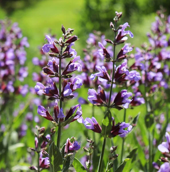 Sage Salvia Officinalis Organic Garden Medicinal Herb Concept Healthy Nutrition — Stock Photo, Image