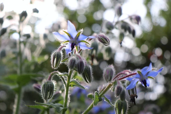 Borage officinalis blue flower in a garden.Borago officinalis, also known as a starflower, is an annual herb in the flowering plant. Beautiful medicinal herb with edible blue flowers. — Stock Photo, Image