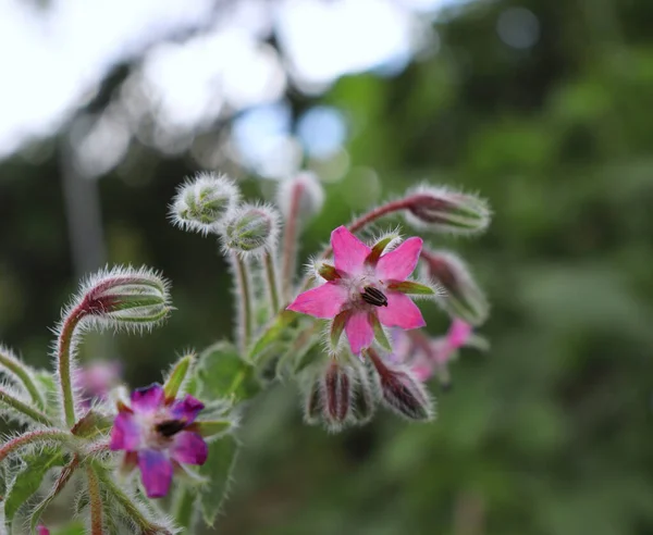Borage officinalis pink flower in a garden.Borago officinalis, also known as a starflower, is an annual herb in the flowering plant. Beautiful medicinal herb with edible pink flowers. — Stock Photo, Image