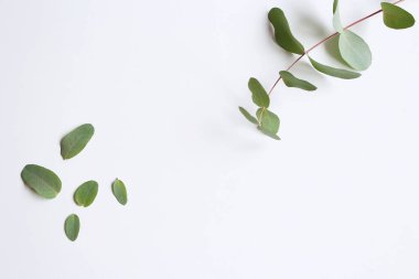 Beyaz arka planda okaliptüs yaprakları. Düz yatak, güzel manzara. Doğa konsepti..