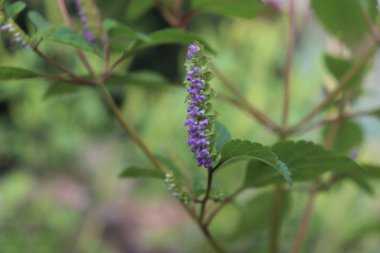 Vietnam balsam veya Vietnam limon nane. Yaygın Vietnam mutfağında, sadece onun koku için değil, aynı zamanda yararlı sindirim etkileri için kullanılır. Kolik ve mide rahatsızlığını tedavi eder..