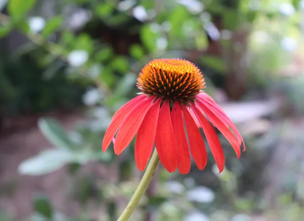 Detailní záběr červených kuželek, Echinacea purpurea v květu na jaře.Oříznutí bylin. Koncept léčivých rostlin. Květinové pozadí. — Stock fotografie