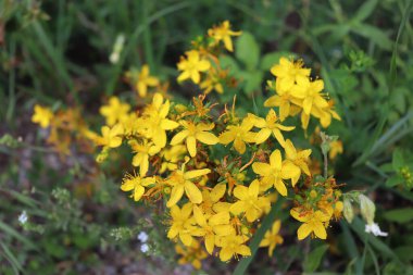 Bulanık Hypericum perforatum, St John 's-wort olarak bilinen çiçekli bir bitki. Antidepresan aktiviteli şifalı bitki..