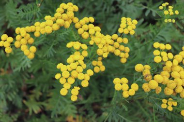 Bulanık sarı Tansy, Tanasetum vulgare uzun ömürlü bir bitkidir. Aynı zamanda sık rastlanan, acı düğmeler, acı inekler, veya altın düğmeler olarak da bilinir. Merhem ve banyo şeklinde kullanılır.