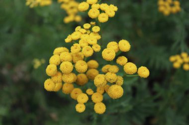Bulanık sarı Tansy, Tanasetum vulgare uzun ömürlü bir bitkidir. Aynı zamanda sık rastlanan, acı düğmeler, acı inekler, veya altın düğmeler olarak da bilinir. Merhem ve banyo şeklinde kullanılır.
