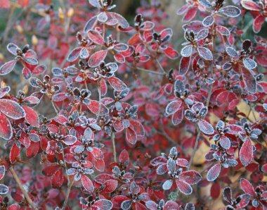 Kırmızı yapraklı donmuş açelya ilk buzlar, soğuk hava, donmuş su, buz ve buz. Makro atış. Kış başlangıcı. Bulanık arkaplan.