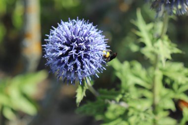 Güneşli bir günde organik bahçede ekinoplar büyüyor. Dikenli yaprakları vardır ve mavi ya da beyaz küresel çiçek başları üretirler. İlaç fabrikası..