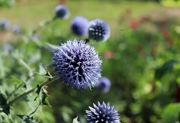 Echinops creciendo en un día soleado en el jardín orgánico. Tienen follaje espinoso y producen cabezas de flores esféricas azules o blancas. Planta medicinal . —  Fotos de Stock