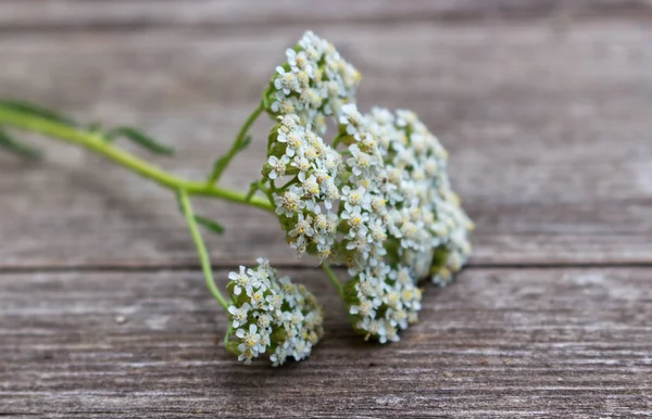 Foto sfocata, fiore achillea millefolium, comunemente noto come achillea o achillea comune su tavole di legno rustico intemperie. Pianta medicamentosa.Spazio vuoto per il testo . — Foto Stock