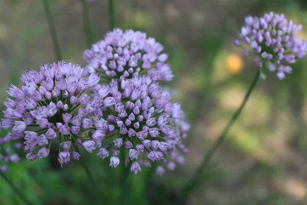 Allium angulosum, organik bahçedeki fare sarımsağı. Sarımsağın bir türüdür. Allium angulosum hem süs olarak hem de mutfak bahçeleri için bir bitki olarak yetiştirilir. Ampuller ve yapraklar yenilebilir.. — Stok fotoğraf