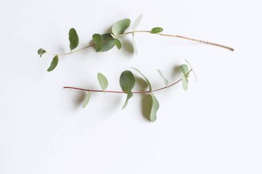 Çerçeve, yeşil okaliptüs yapraklarından yapılmış köşe ve beyaz arka planda dallar. Çiçek kompozisyonu. Dişi stili stok düz görünüm, üst görünüm. Boşluğu kopyala.