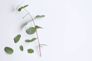 Çerçeve, yeşil okaliptüs yapraklarından yapılmış köşe ve beyaz arka planda dallar. Çiçek kompozisyonu. Dişi stili stok düz görünüm, üst görünüm. Boşluğu kopyala.