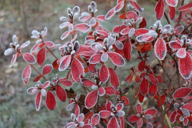 Kırmızı yapraklı donmuş açelya ilk buzlar, soğuk hava, donmuş su, buz ve buz. Makro atış. Kış başlangıcı. Bulanık arkaplan.