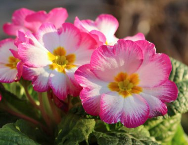 Çuha çiçeği, primula vulgaris, erken Bahar çiçektir. Onlar yüksek çeşitli renkler ve hem de bir balkon tesisi ve yatak takımları tesisi olarak kullanılabilir. Bunlar çok yıllık ve güzel. Kavram çiçekler.