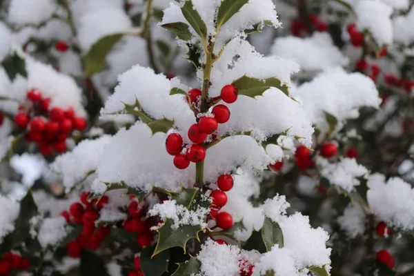 Symbol of Christmas in Europe. Closeup of holly beautiful red berries and sharp leaves on a tree in cold winter weather .Nature concept. — Stock Photo, Image