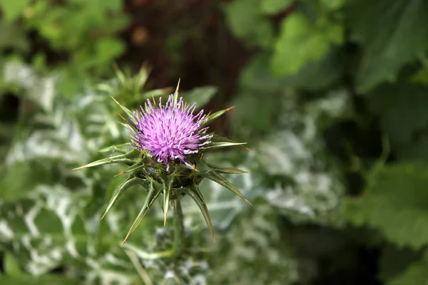 Silybum marianum, also known as a Holy Thistle in full splendor .This species is an annual or biennial plant of the Asteraceae family. This fairly typical thistle has red to purple flowers . — Stock Photo, Image