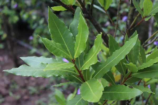 Green bay leaf growing in organic garden, spice ingredient background.The Bay leaf is an aromatic leaf commonly used in cooking. It can be used whole, or as dried and ground.