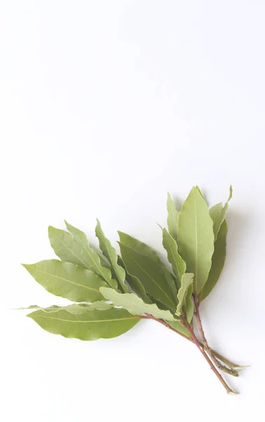 Una rama de hojas de laurel verde aisladas sobre fondo blanco. Hojas de laurel aromáticas frescas.La hoja de laurel es una hoja aromática comúnmente utilizada en la cocina. Se puede utilizar entero, o como seco y molido . —  Fotos de Stock