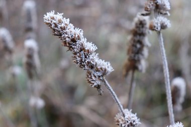 Betonica memurlarıyla kış manzarası. Şifalı bitkiler, bahçedeki bitkiler. Bulanık arka plan..