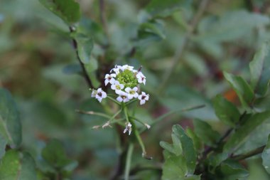 Nehirde yetişen su teresi. Avrupa ve Asya 'ya özgü ve bilinen en eski yaprak sebzelerinden biridir. Botanik adı Nasturtium officinale. A ve C vitaminleri içerir.