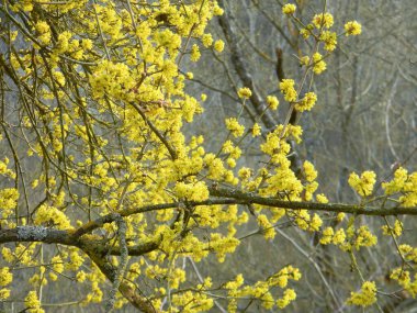 Spring budding Cornus is commonly known as dogwoods. Cornelian cherry or European cornel is a shrub with red fruits that is also often wild. He is also one of the medicinal plants. clipart