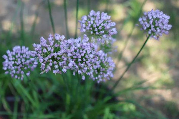 Allium angulosum, organik bahçedeki fare sarımsağı. Sarımsağın bir türüdür. Allium angulosum hem süs olarak hem de mutfak bahçeleri için bir bitki olarak yetiştirilir. Ampuller ve yapraklar yenilebilir.. — Stok fotoğraf