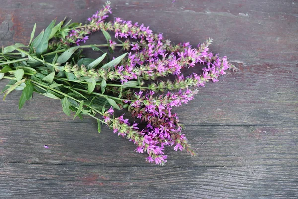 Fiori rosa di fiore Viola Loosestrife.Lythrum salicaria, o viola allentamento, è una pianta da fiore. Altri nomi includono spiked loosestrife e litro viola. Sano e commestibile. Sfocato  . — Foto Stock