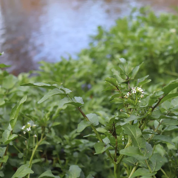 Watercress growing at the river.It is aquatic perennial plant native to Europe and Asia, and one of the oldest known leaf vegetables. Botanical name Nasturtium officinale. Contains Vitamin A and C. — Stock Photo, Image