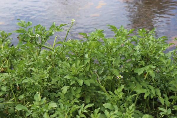 Berro de agua que crece en el río.Es una planta perenne acuática nativa de Europa y Asia, y una de las verduras de hoja más antiguas conocidas. Nombre botánico Nasturtium officinale. Contiene Vitamina A y C . — Foto de Stock