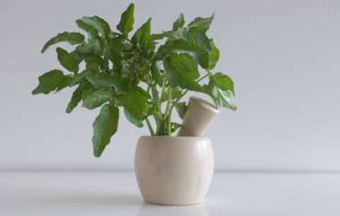 Beyaz masa arkaplanındaki su teresi. Avrupa ve Asya 'ya özgü ve bilinen en eski yaprak sebzelerinden biridir. Botanik adı Nasturtium officinale. A, B vitamini içerir