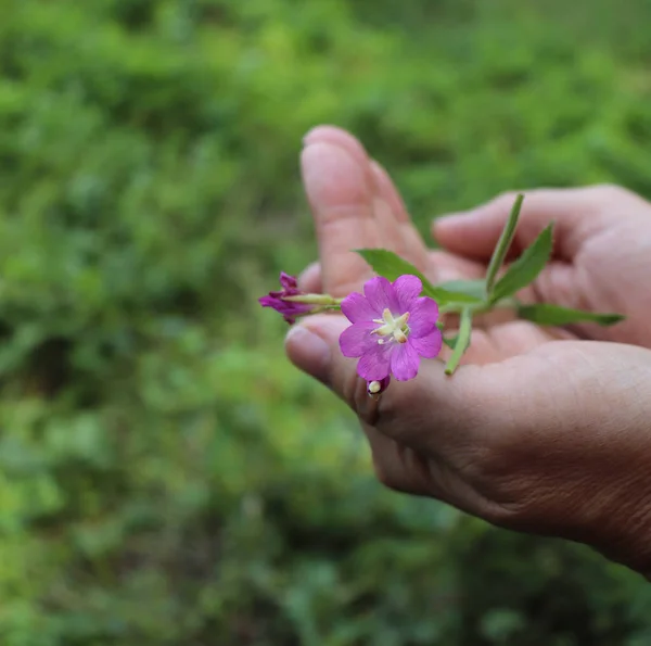 Medicinal herb Epilobium parviflorum, commonly known as the hoary willowherb or smallflower hairy willowherb.Extracts of this plant have been used by traditional medicine. Antiinflammatory effect. — Stock Photo, Image