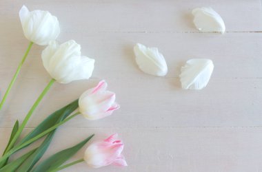 Tarzlı stok fotoğrafı. Bahar kadınsı sahnesi, çiçek kompozisyonu. Beyaz arka planda bir sürü güzel lale. Düz konum, üst görünüm. Metnin için boş alan