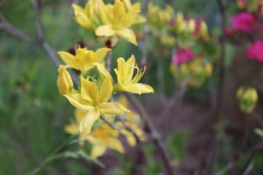 Organik bir bahçede büyük açelya veya orman gülü. Çiçekli açelyaların mevsimi. Açelyalar Rodop dronu cinsinden gölgetoleranslı çiçekli çalılar vardır.