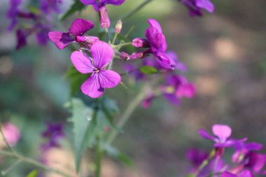 Lunaria Annua 'nın canlı pembe çiçeklerine yakından bakınca dürüstlük ya da dürüstlük denilen çiçek açan bir bitki türüdür. Şifalı bitkiler, bahçedeki bitkiler. Bulanık arka plan..